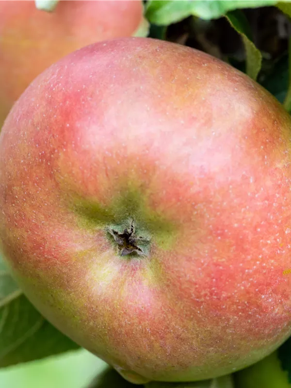 Apfel 'Roter Berlepsch'