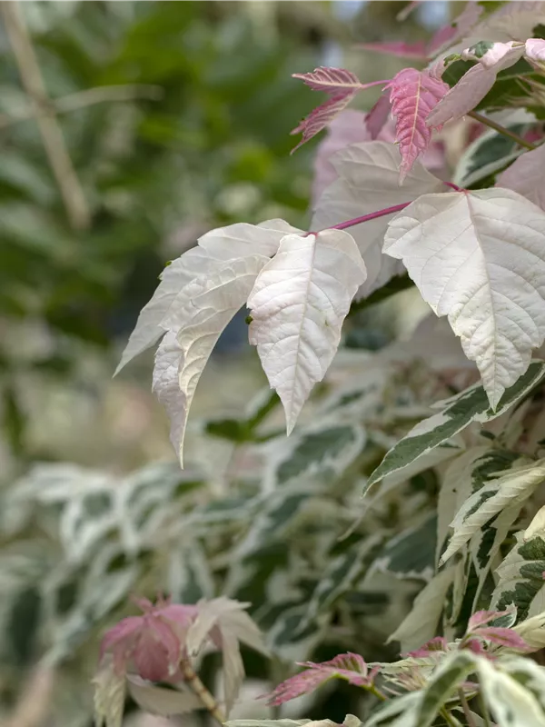 Eschenahorn 'Flamingo'