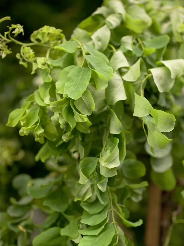 Scheinakazie 'Twisty Baby'®