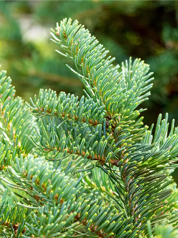 Kugel-Korktanne 'Green Globe'