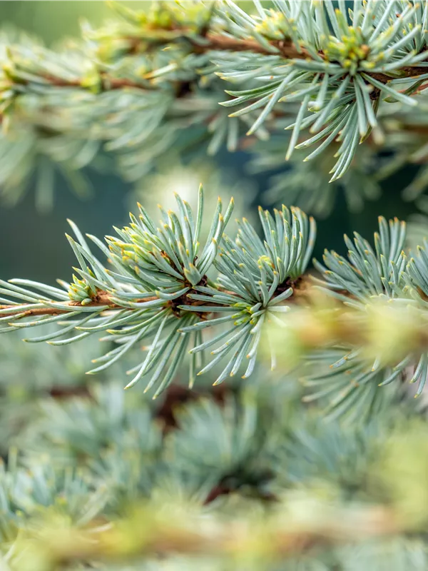 Atlaszeder 'Saphire Nymph'