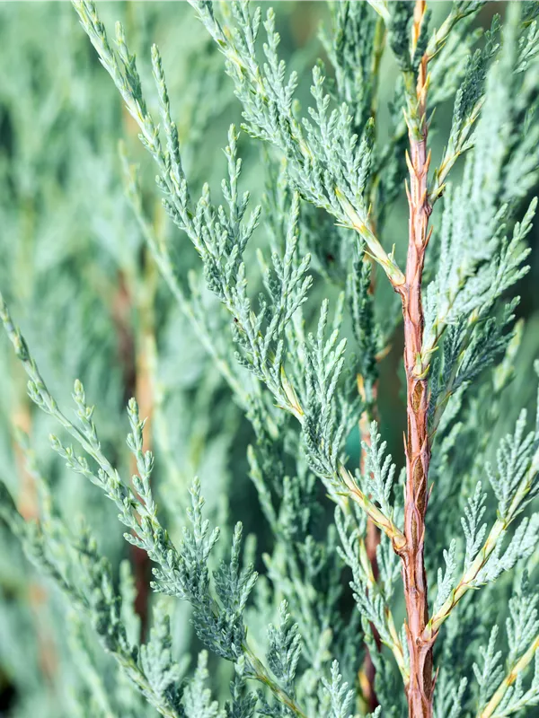 Pyramiden-Wacholder 'Moonglow'