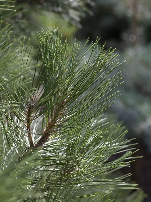 Strauch-Schwarzkiefer 'Nana'