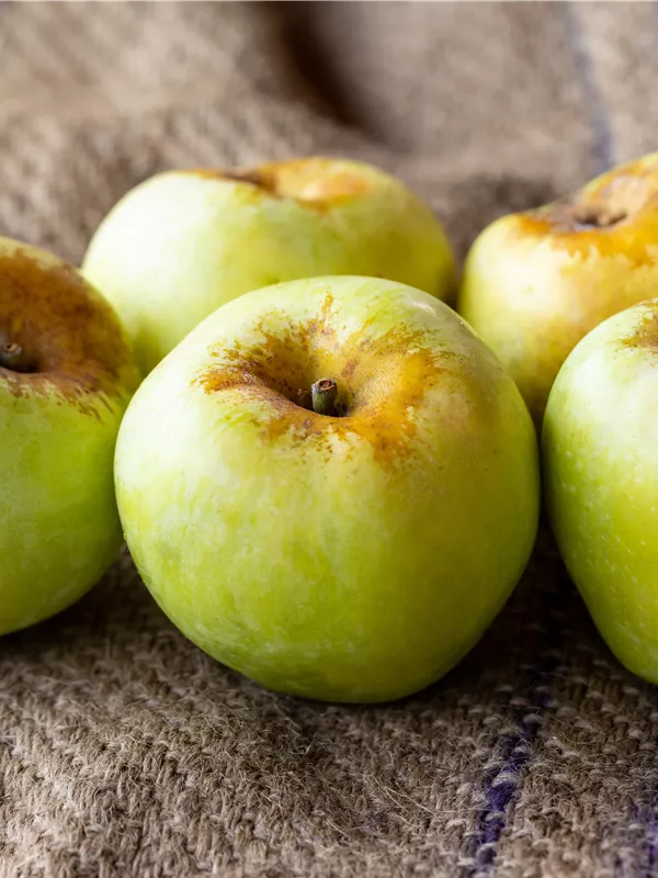 Herbstapfel 'Gelber Richard'