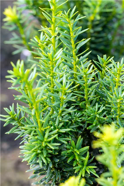 Taxus cuspidata 'Lescow', Japanische Eibe 'Lescow' - Gaertnerei Boock