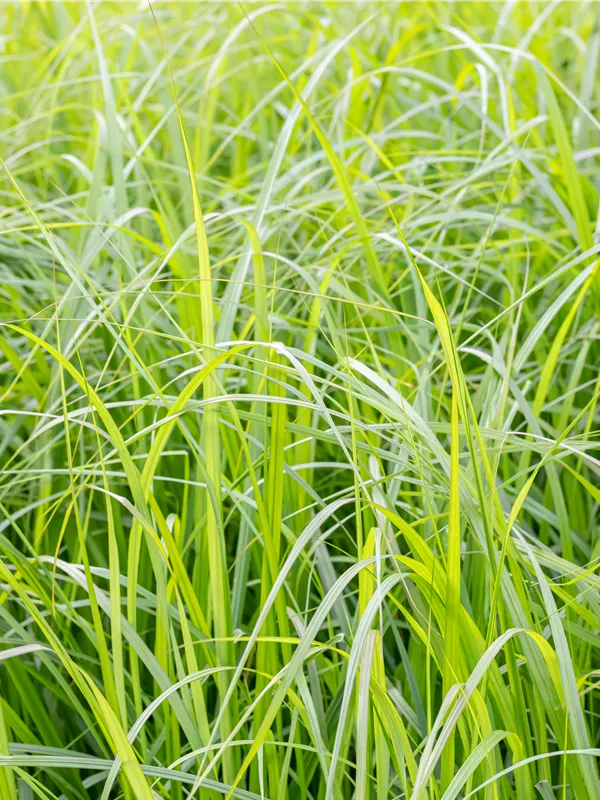 Federborstengras 'Moudry'