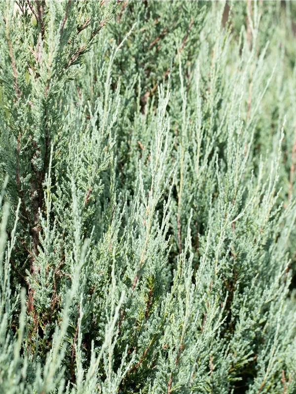 Zypressen-Wacholder 'Blue Arrow'