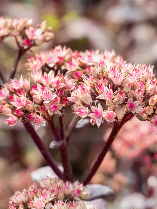 Großes Fettblatt 'Matrona'