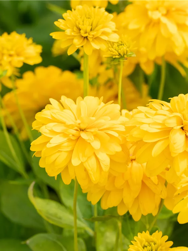 Geschlitztblättriger Sonnenhut 'Goldball'