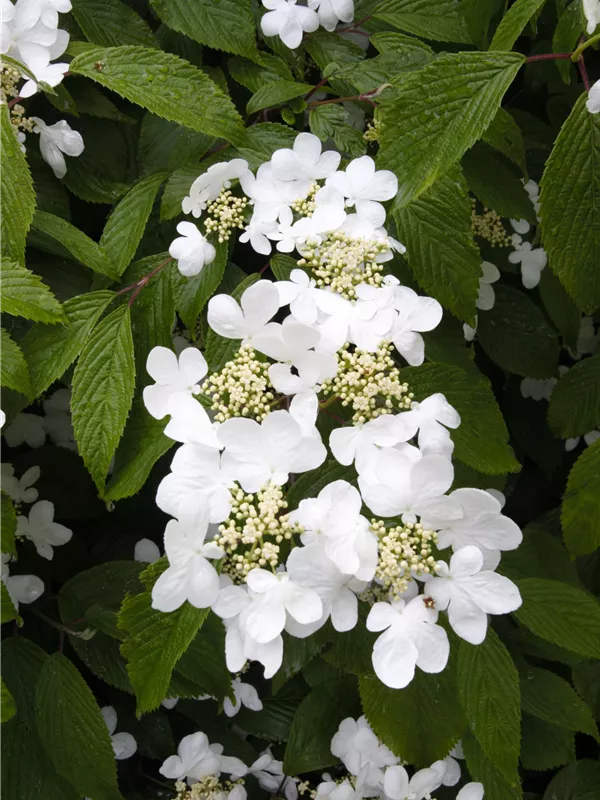 Japanischer Schneeball 'Summer Snowflake'