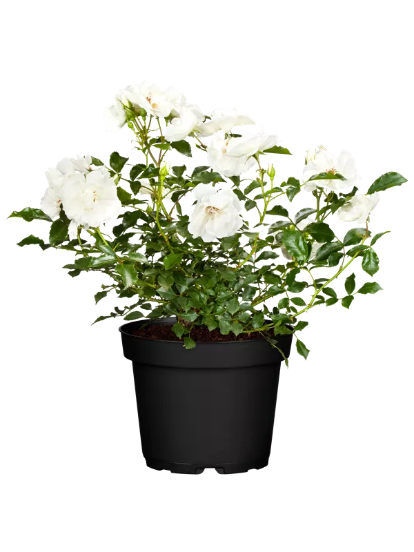 Kleinstrauchrose 'Schneeflocke'