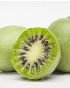 Mini-Kiwi 'Arbersee Auslese'