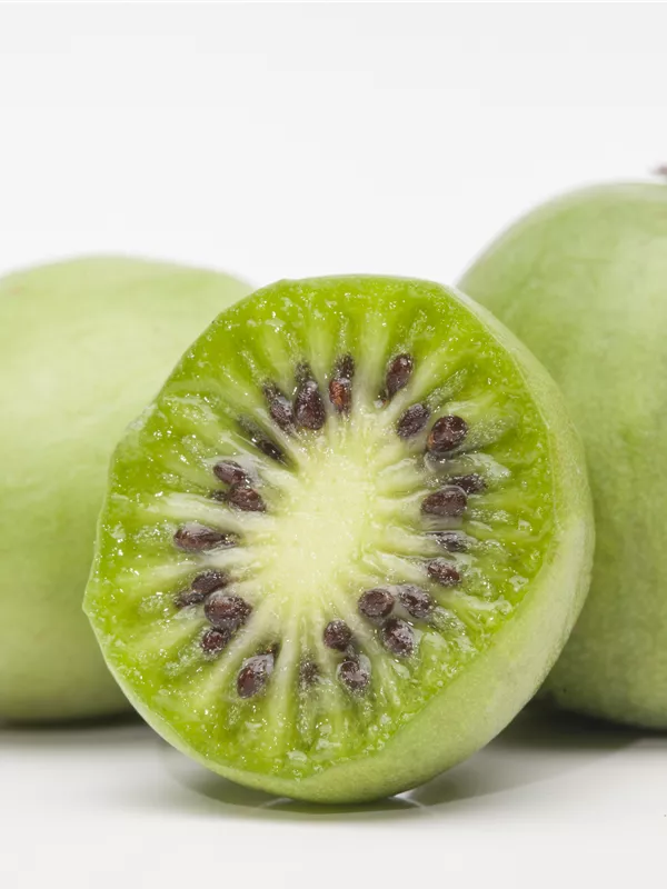 Mini-Kiwi 'Arbersee Auslese'