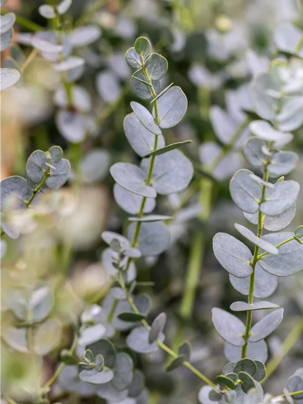 Echter Eukalyptus 'Azura'