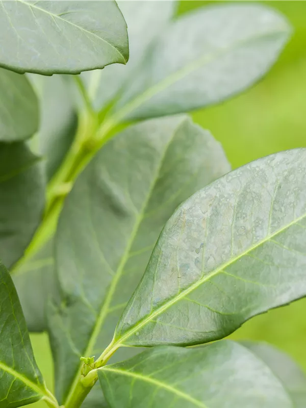 Lorbeerkirsche 'Lolita'