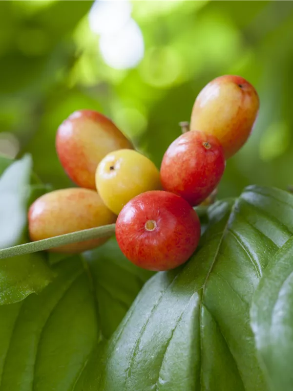 Kornelkirsche 'Big Ben'®