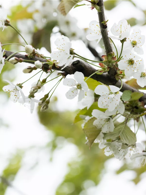 Süßkirsche 'Große Prinzessinkirsche'