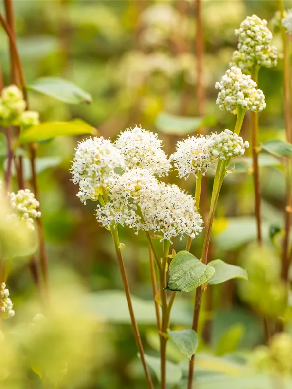 Amerikanische Säckelblume