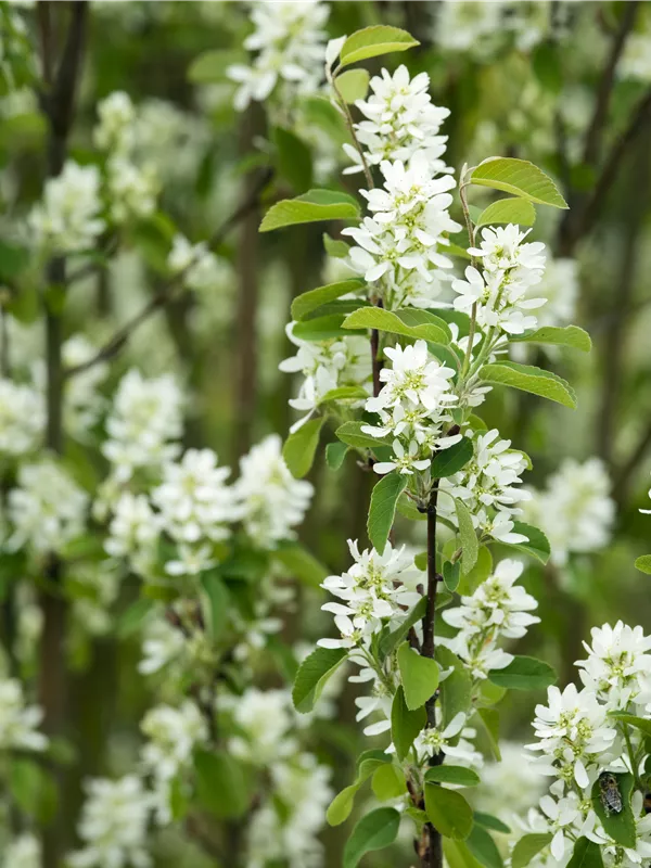 Felsenbirne 'Edelweiß'