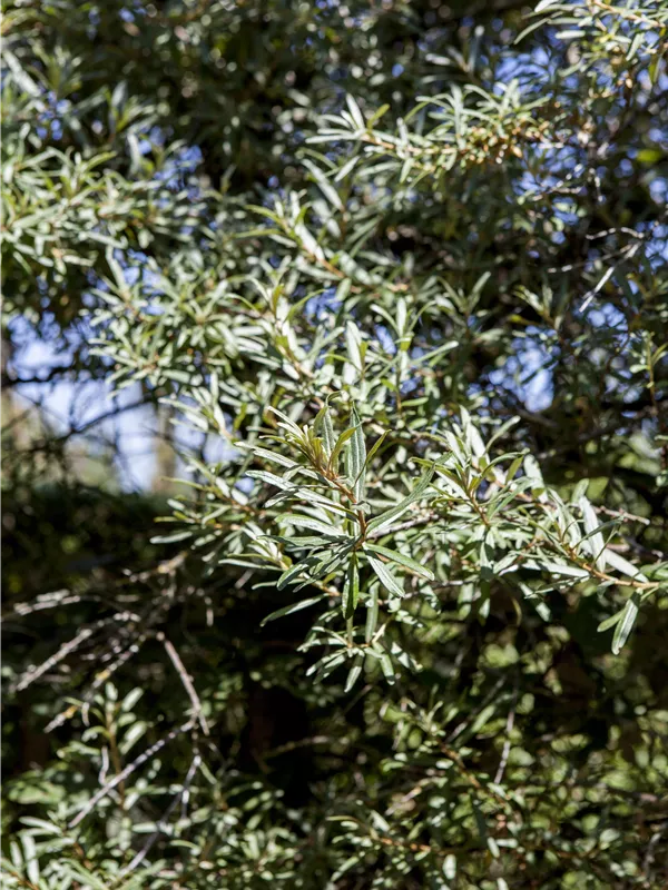 Sanddorn 'Hikul' (männlich)