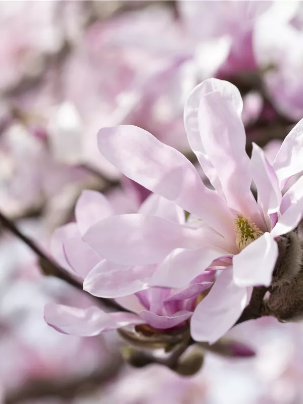 Rosa Sternmagnolie 'Rosea'