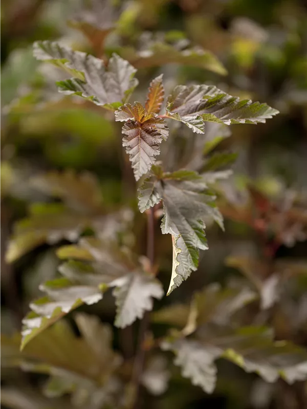 Fasanenspiere 'Red Baron'