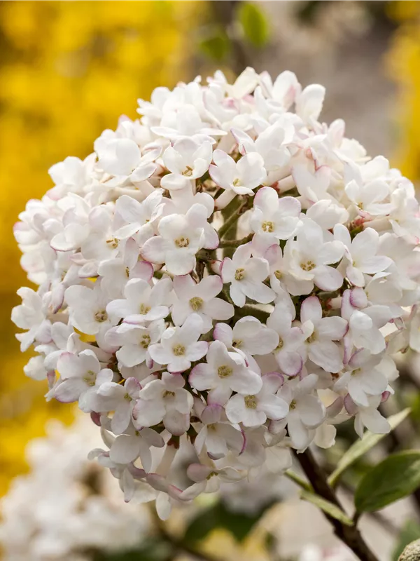 Koreanischer Schneeball