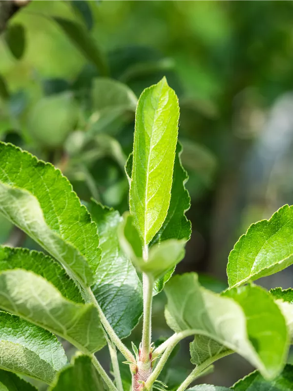 Säulenapfel 'Lambada'®