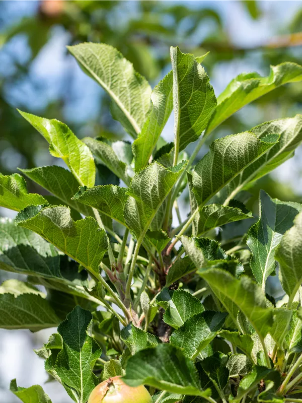 Säulenapfel 'Rumba'