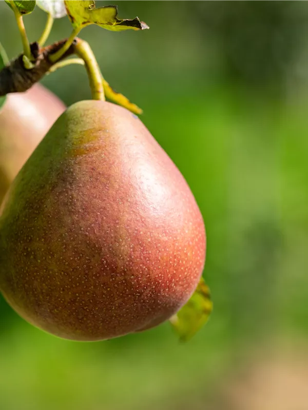 Säulenbirne 'Starcrimson'