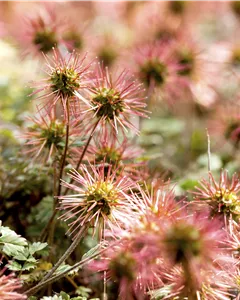 Magellan-Stachelnüsschen