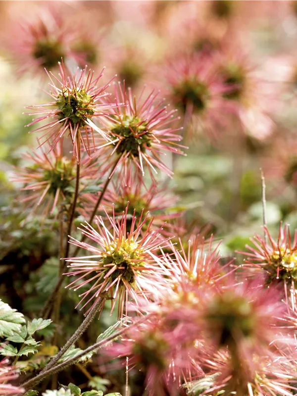 Magellan-Stachelnüsschen