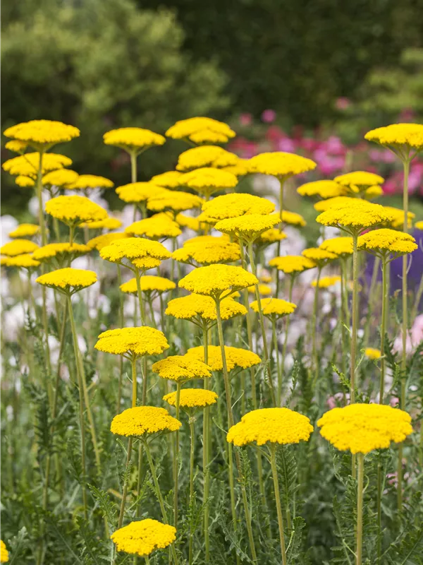 Hohe Gold-Garbe 'Cloth Of Gold'