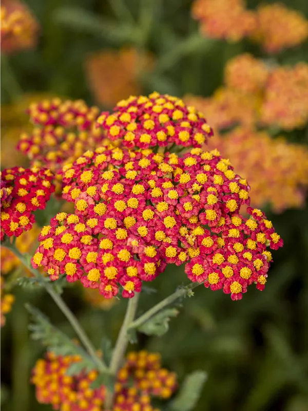 Schafgarbe 'Walter Funcke'