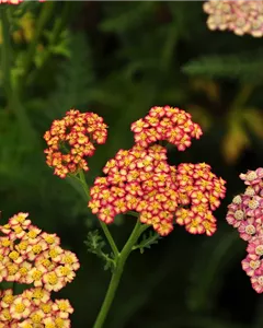 Schafgarbe 'Walter Funcke'