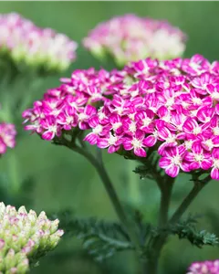 Schafgarbe 'Cerise Queen'