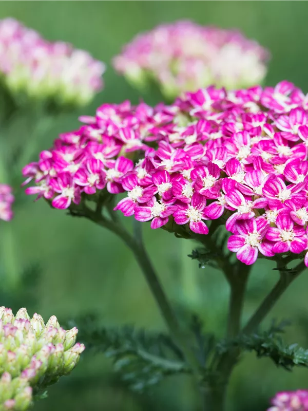 Schafgarbe 'Cerise Queen'