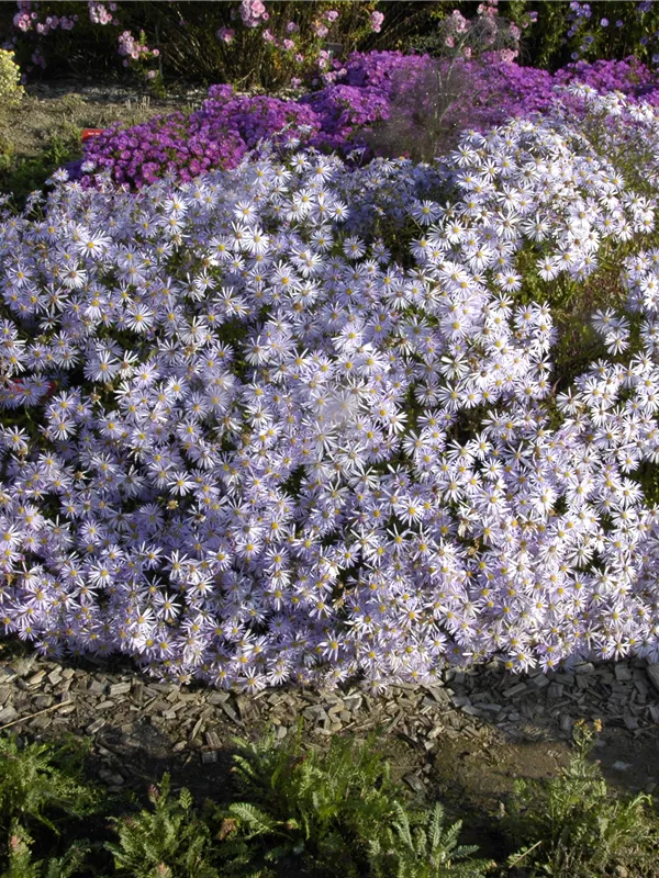 Garten-Pyrenäen-Aster 'Lutetia'
