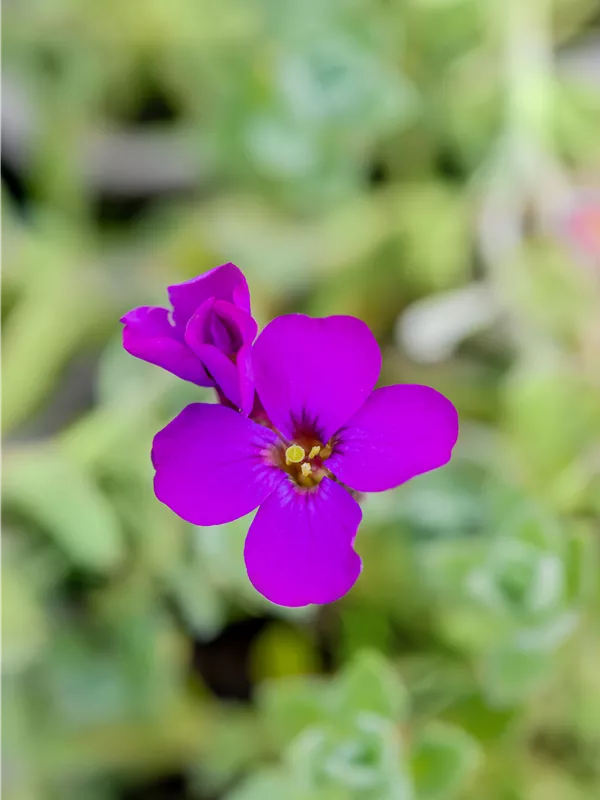 Garten-Blaukissen 'Downers'