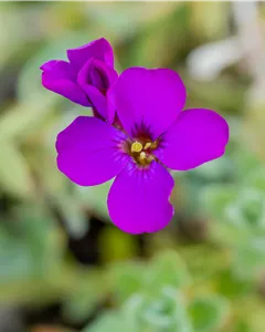 Garten-Blaukissen 'Downers'