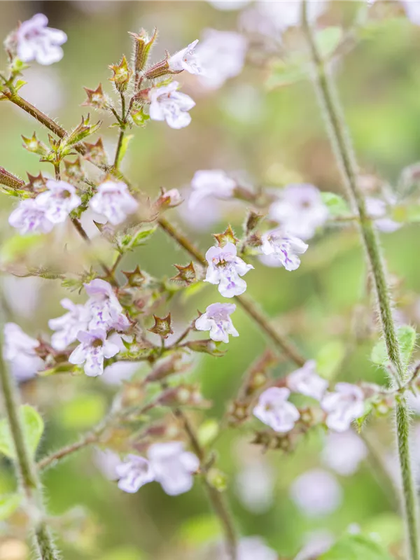 Kleinblütige Garten-Bergminze 'Blue Cloud'