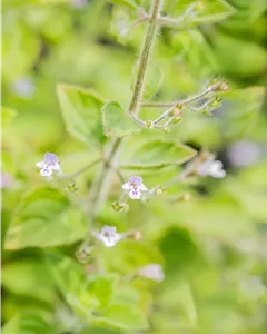 Kleinblütige Garten-Bergminze 'Blue Cloud'
