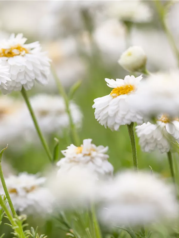 Gefülltblühende Garten-Scheinkamille 'Plenum'