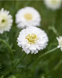 Gefülltblühende Garten-Scheinkamille 'Plenum'