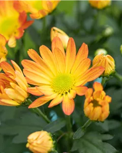 Garten-Winteraster 'Kleiner Bernstein'