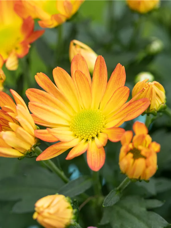 Garten-Winteraster 'Kleiner Bernstein'