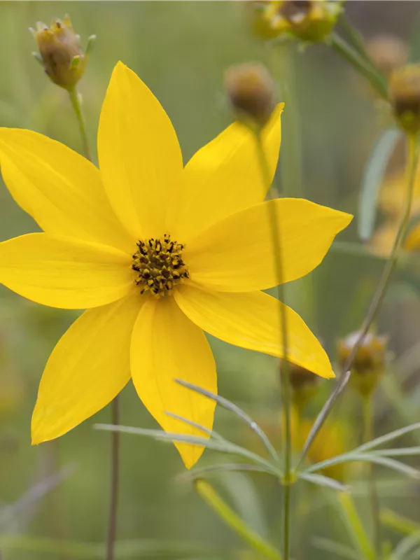 Mädchenauge 'Grandiflora'