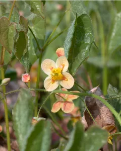 Warley-Garten-Elfenblume 'Orangekönigin'