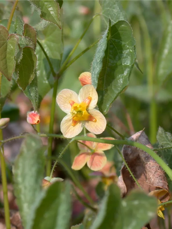 Warley-Garten-Elfenblume 'Orangekönigin'