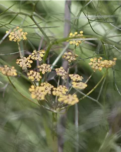 Rotlaubiger Garten-Fenchel
